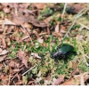 Prionus coriarius (Linnaeus, 1758) male